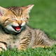Illustration for article titled I Dont Get Cats, And Neither Does Science